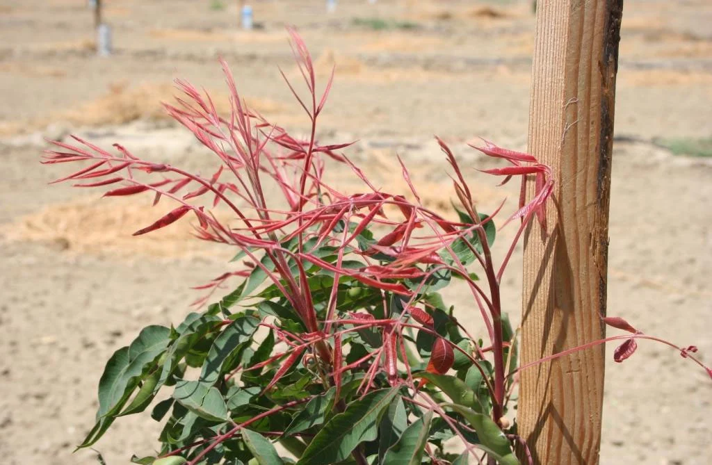 انبثاق النموات القرمزية الفتية Maroon Leaves على شتلة الأصل دلالة على الجاهزية للتطعيم