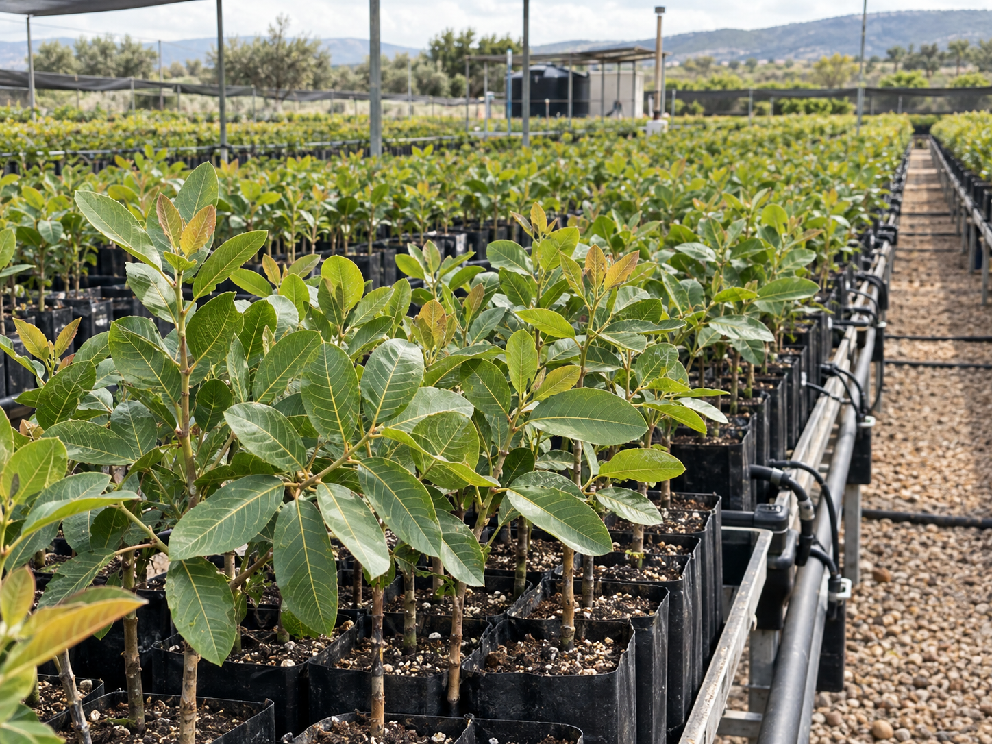 Pistachio plantation irrigation and post-planting hydration infrastructure