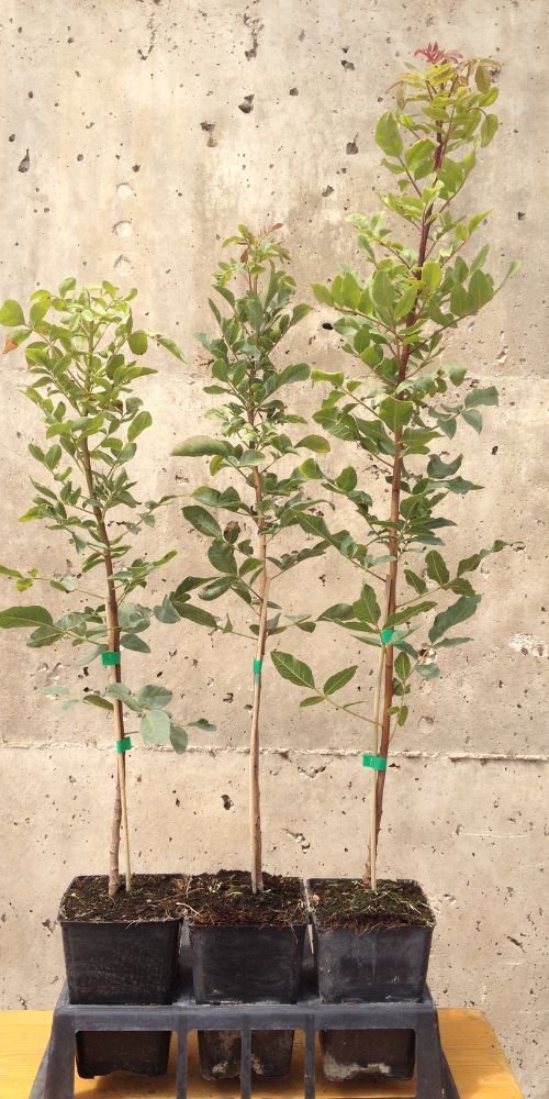 Pistacia terebinthus Cornicabra plant in pot