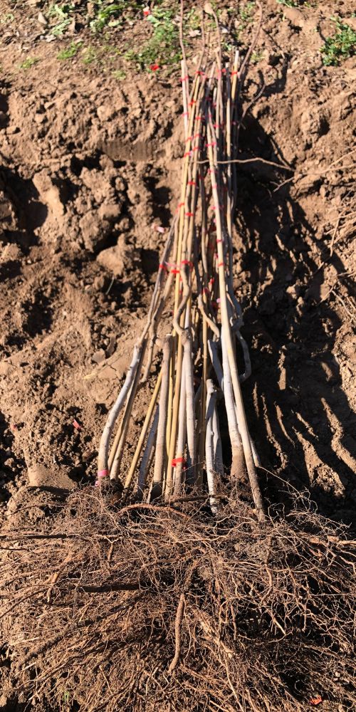 Pistachio bare root plant with bamboo stake