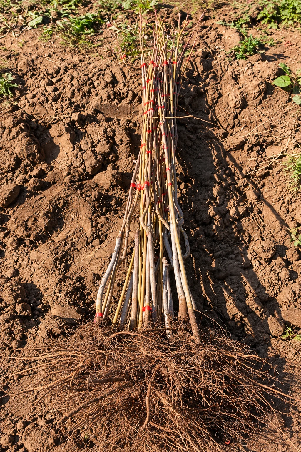 Pistachio bare root plant with bamboo stake