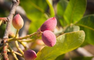 C-Especial male pollinator tree flowers