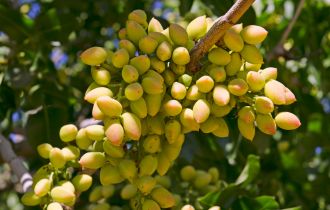 Chaparrillo male pistachio flowers
