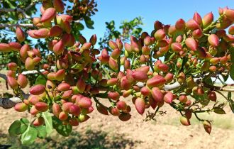 Guerrero male pollinator catkins