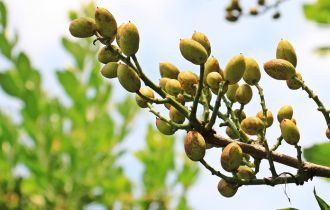 Kerman pistachio variety clusters