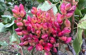 Larnaka pistachio variety nuts