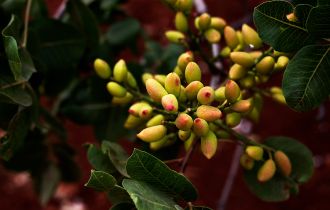 Mateur female pistachio cultivar