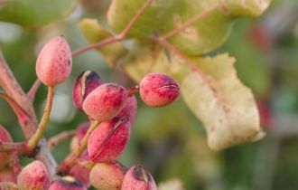 Peter male pistachio blossoms and pollen
