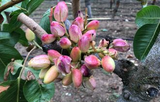 Sirora pistachio variety open nuts